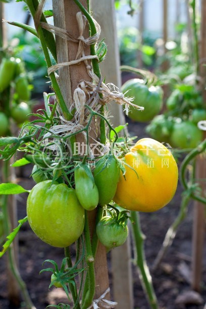 云南玉溪市江川区成贵蔬菜种植基地  供应量 70吨图4