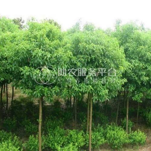 大理香樟树种植基地供应5000株图1