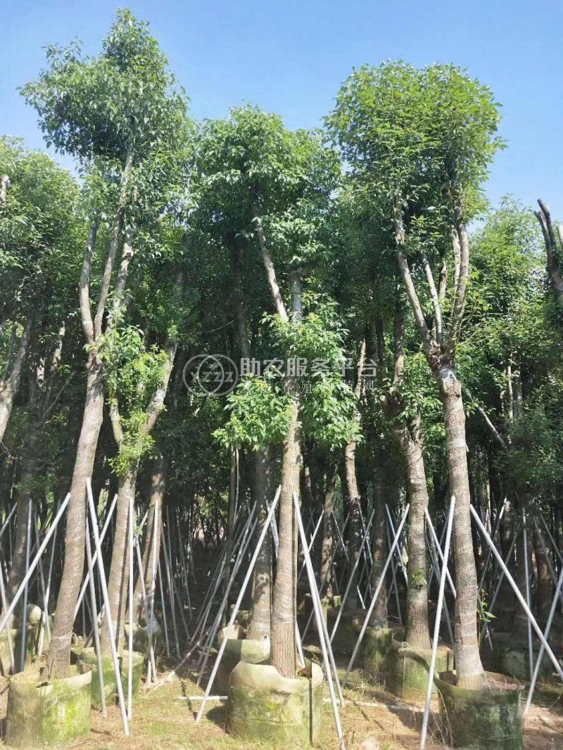 大理香樟树种植基地供应5000株图2
