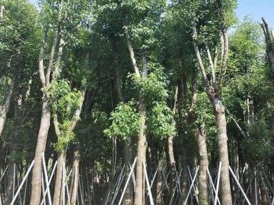 大理香樟树种植基地供应5000株图2