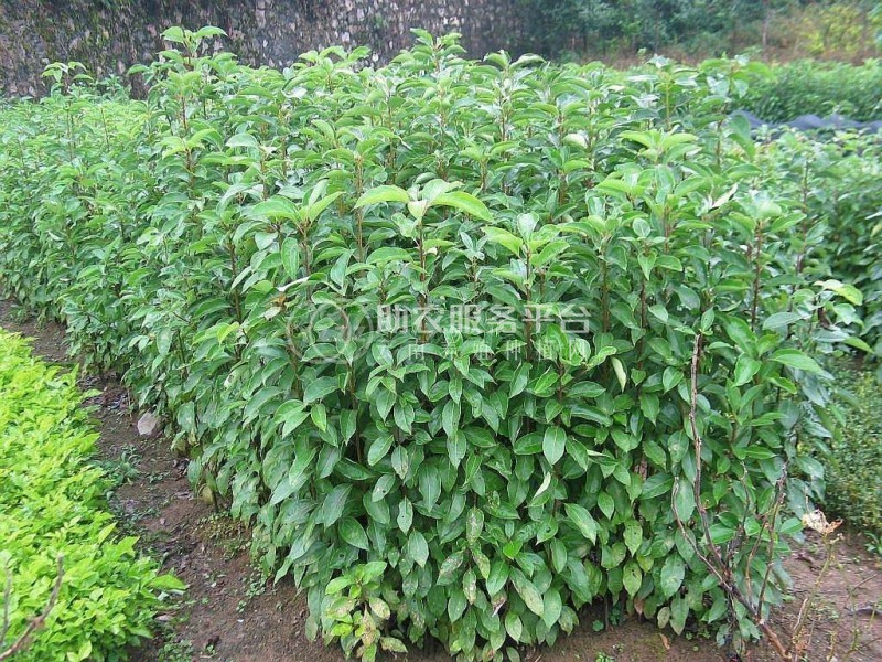 大理香樟树种植基地供应5000株图3
