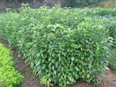 大理香樟树种植基地供应5000株图3
