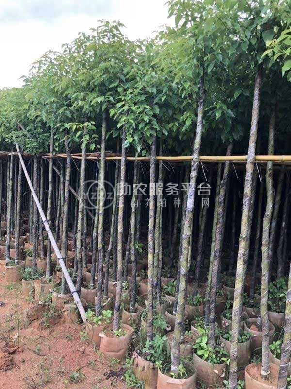 大理香樟树种植基地供应5000株图4