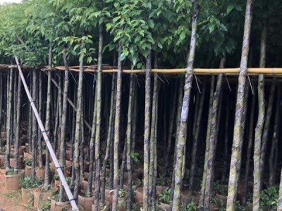 大理香樟树种植基地供应5000株图4
