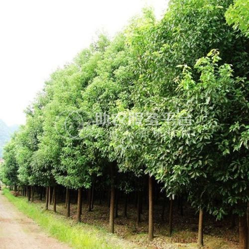 大理香樟树种植基地供应5000株图5