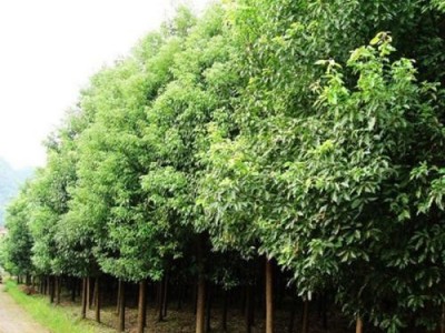 大理香樟树种植基地供应5000株图5