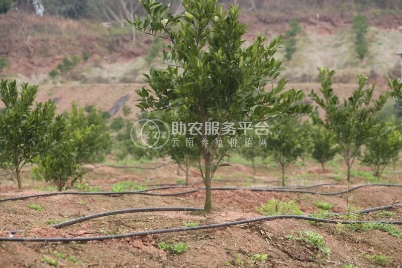 玉溪新平江楠柑橘种植基地  供应量 40吨图1