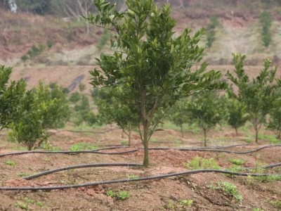 玉溪新平江楠柑橘种植基地  供应量 40吨