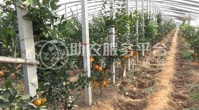 玉溪新平江楠柑橘种植基地  供应量 40吨图2