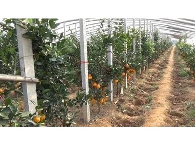 玉溪新平江楠柑橘种植基地  供应量 40吨图2