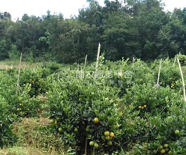 玉溪新平江楠柑橘种植基地  供应量 40吨图3