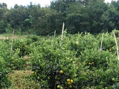 玉溪新平江楠柑橘种植基地  供应量 40吨图3