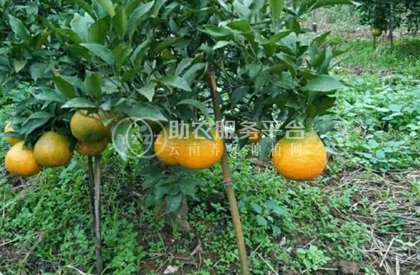 玉溪新平江楠柑橘种植基地  供应量 40吨图4