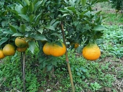 玉溪新平江楠柑橘种植基地  供应量 40吨图4
