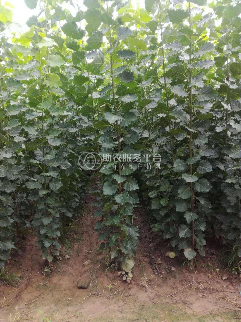 大理小叶杨种植基地供应4万株图1