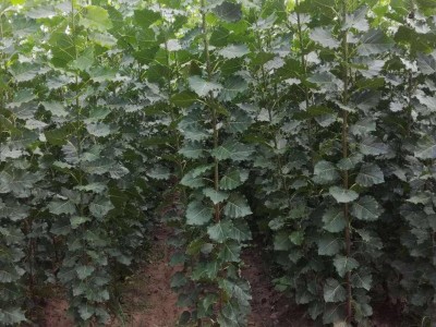 大理小叶杨种植基地供应4万株