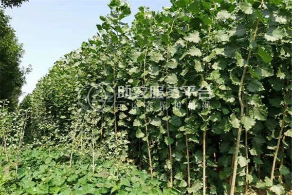 大理小叶杨种植基地供应4万株图2
