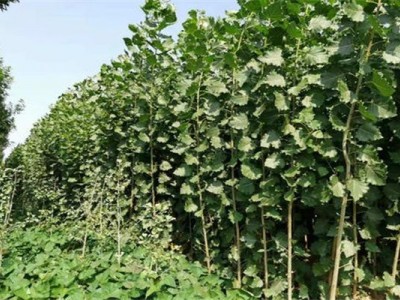 大理小叶杨种植基地供应4万株图2