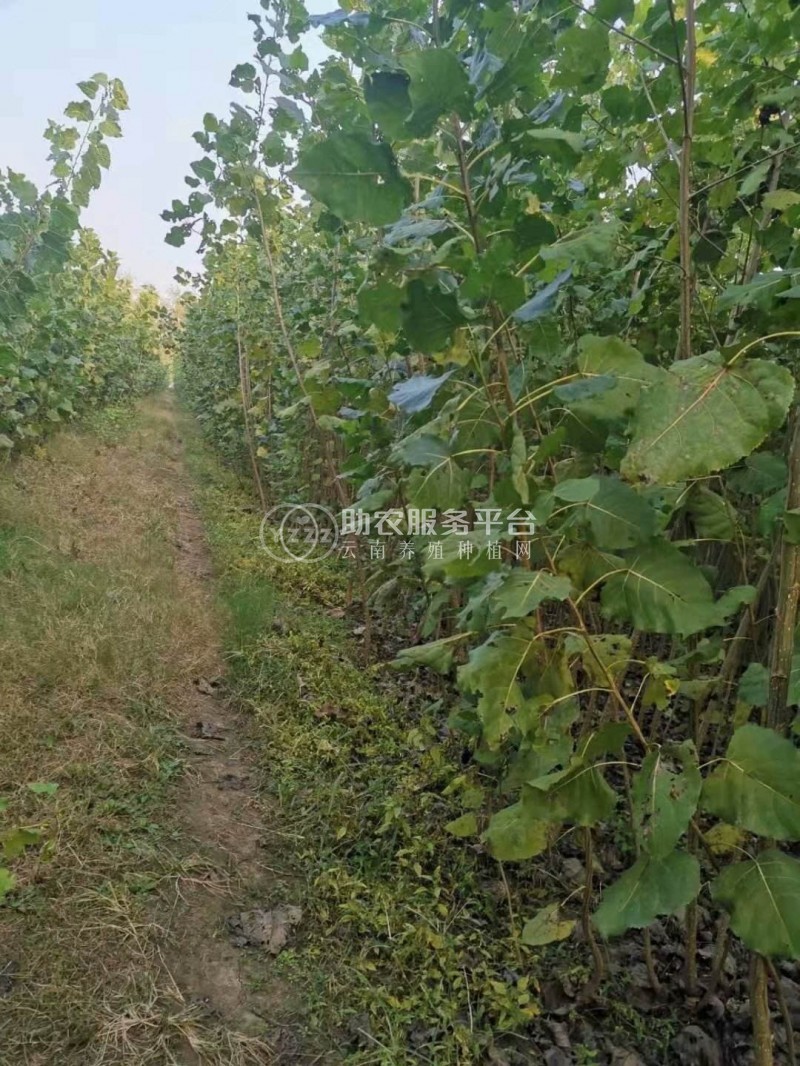大理小叶杨种植基地供应4万株图3