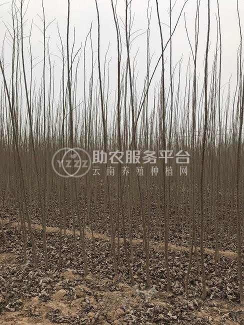 大理小叶杨种植基地供应4万株图4