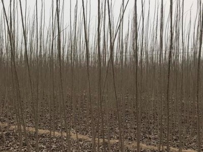 大理小叶杨种植基地供应4万株图4
