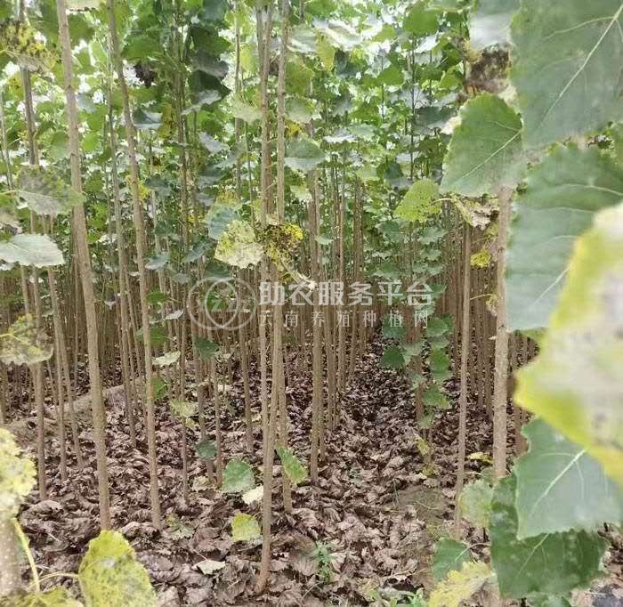 大理小叶杨种植基地供应4万株图5