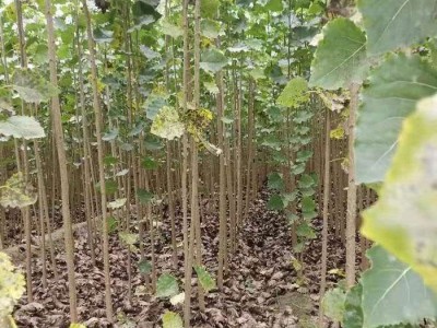 大理小叶杨种植基地供应4万株图5