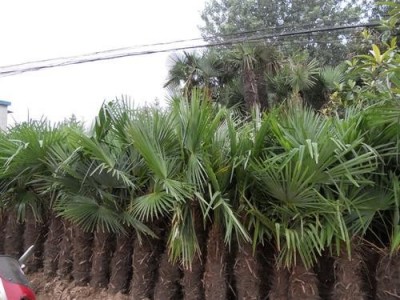 大理雪梅种植基地供应1万株