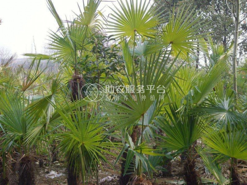 大理雪梅种植基地供应1万株图2