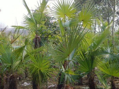 大理雪梅种植基地供应1万株图2