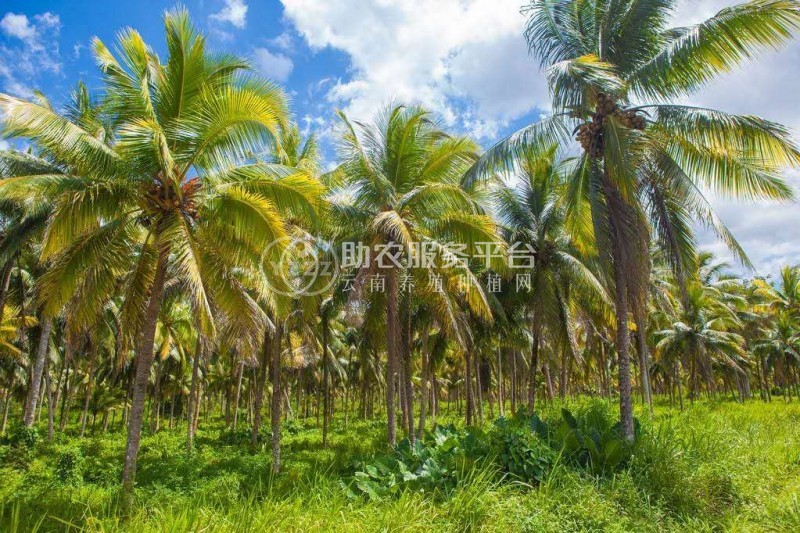 大理雪梅种植基地供应1万株图3