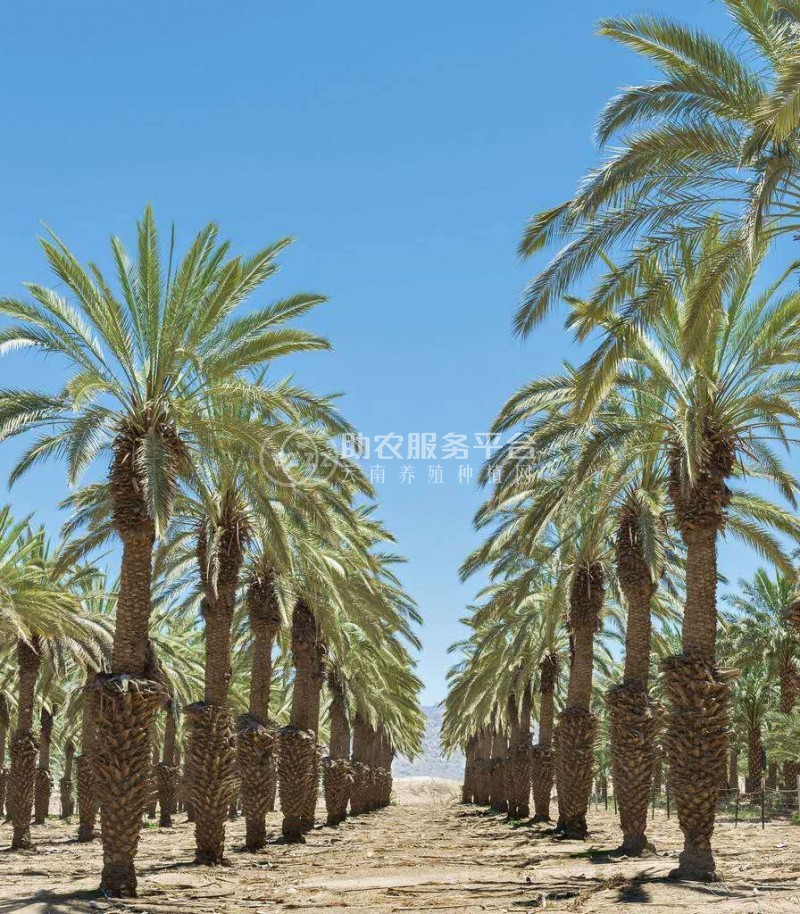 大理雪梅种植基地供应1万株图4