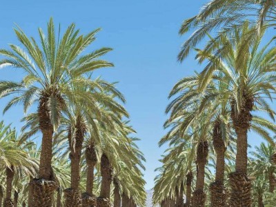 大理雪梅种植基地供应1万株图4