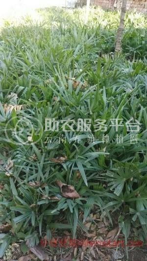 大理雪梅种植基地供应1万株图5
