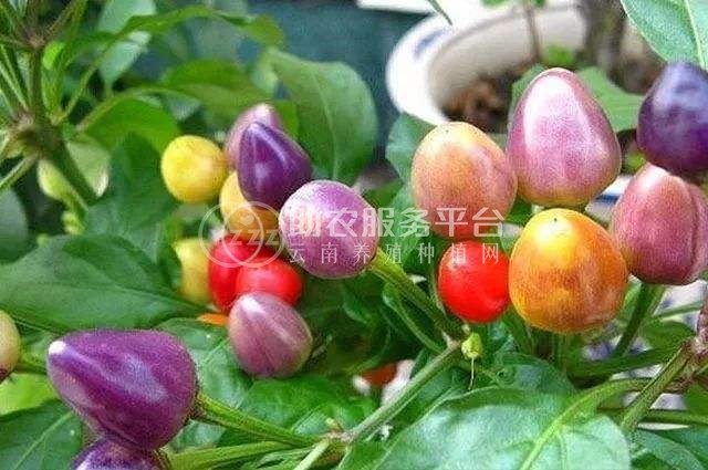 大理五色椒种植基地各行业2000千克图1