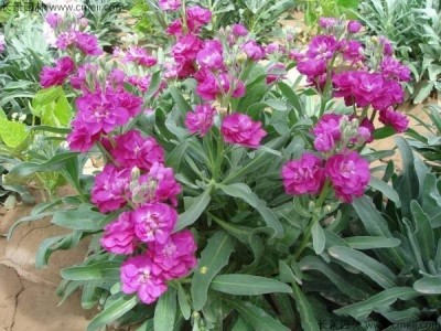 大理紫罗兰种植基地