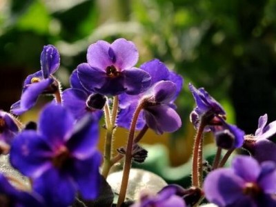 大理紫罗兰种植基地图4