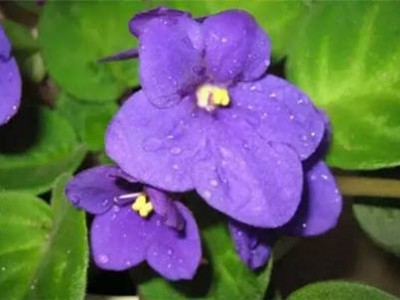 大理紫罗兰种植基地图5