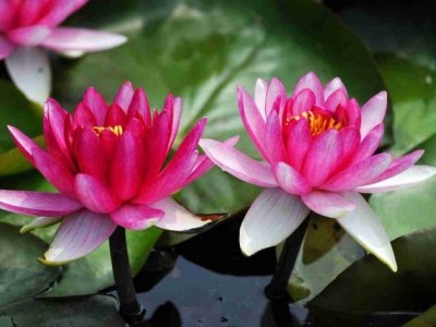 大理睡莲种植基地供应1吨图2