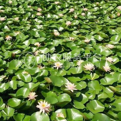 大理睡莲种植基地供应1吨图3