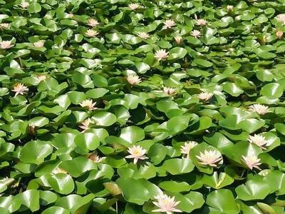 大理睡莲种植基地供应1吨图3