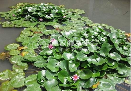 大理睡莲种植基地供应1吨图5