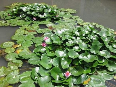 大理睡莲种植基地供应1吨图5