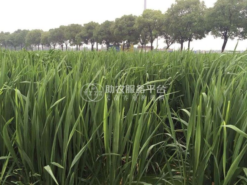 大理茭白种植基地供应4吨图1