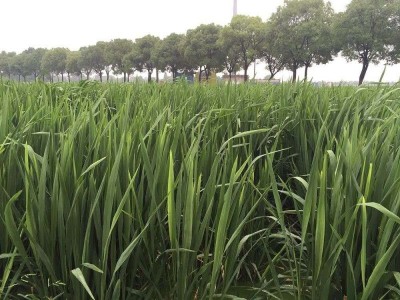 大理茭白种植基地供应4吨