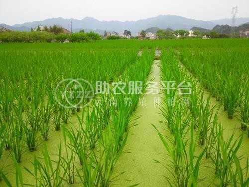 大理茭白种植基地供应4吨图2