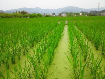 大理茭白种植基地供应4吨图2