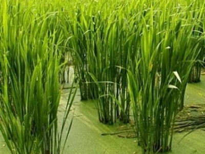 大理茭白种植基地供应4吨图3