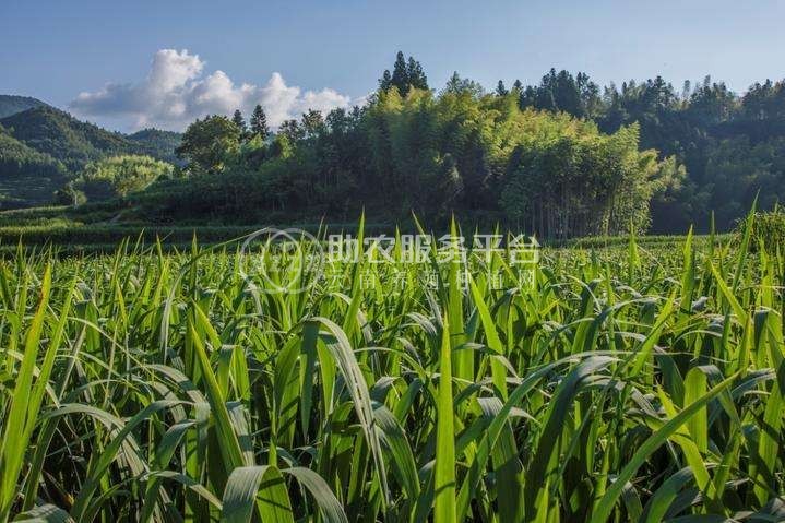 大理茭白种植基地供应4吨图4