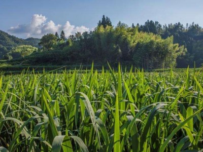 大理茭白种植基地供应4吨图4